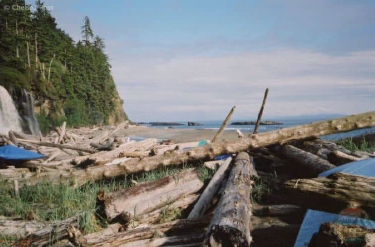 Logs on the beach