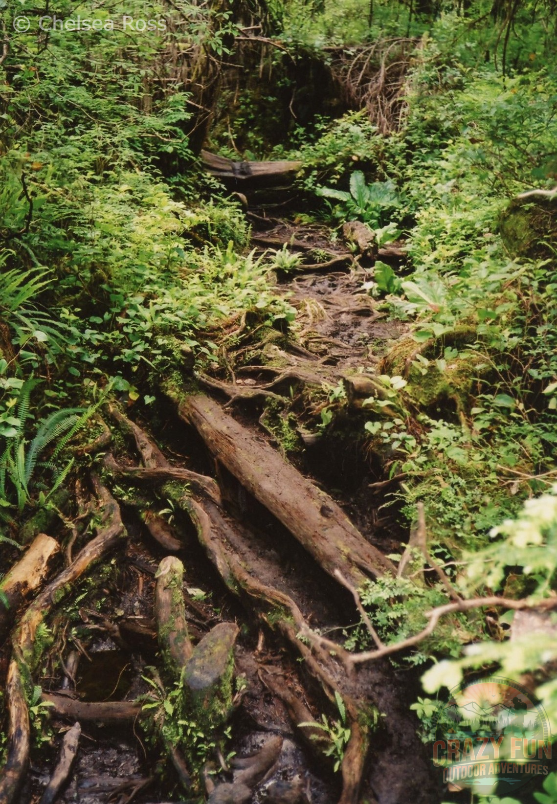 West Coast Trail tips: many slippery roots taking over the trail.