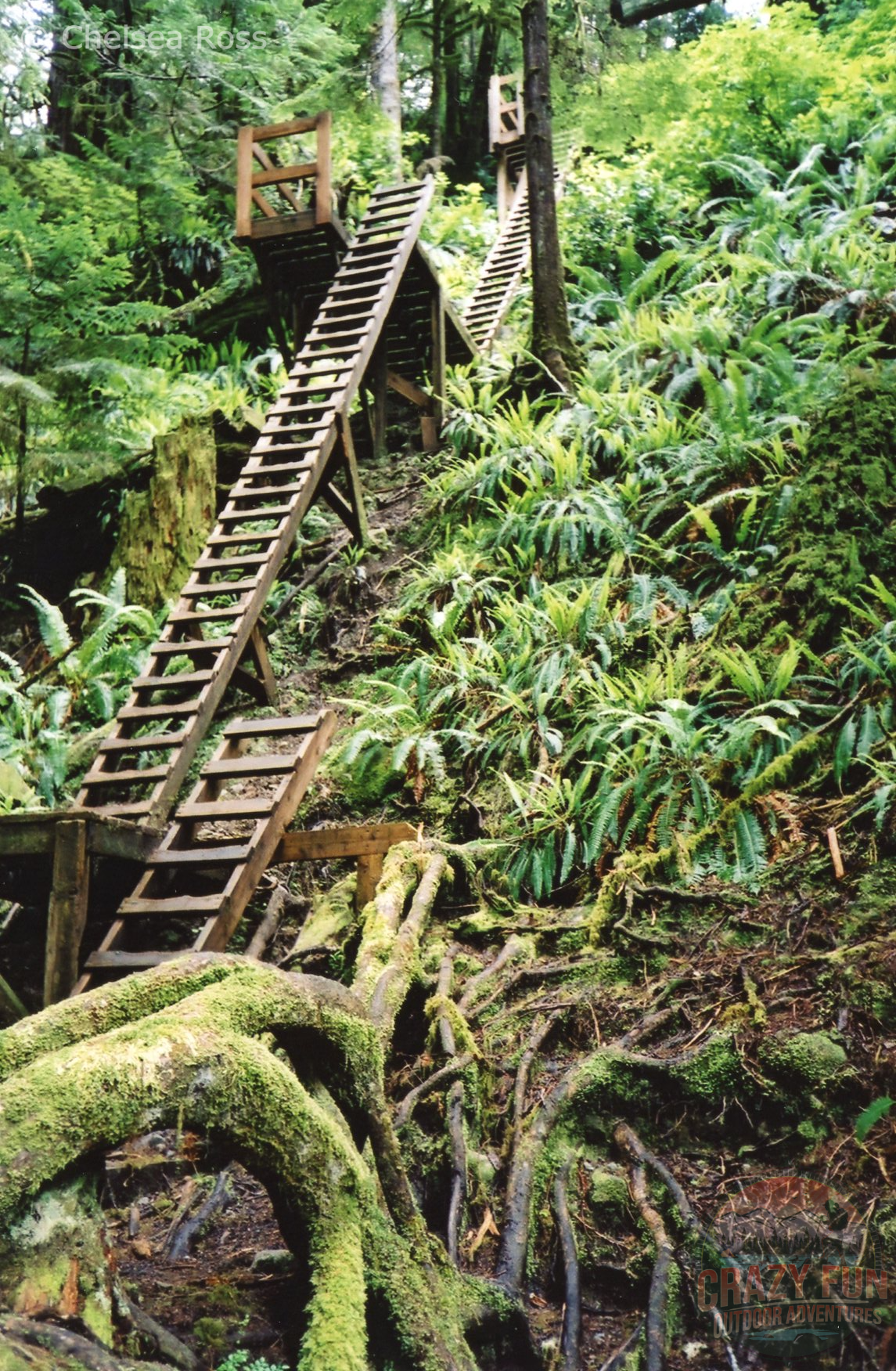 West Coast Trail Tips: Ladders Everywhere. Three sets of ladders one on top of the other in the forest