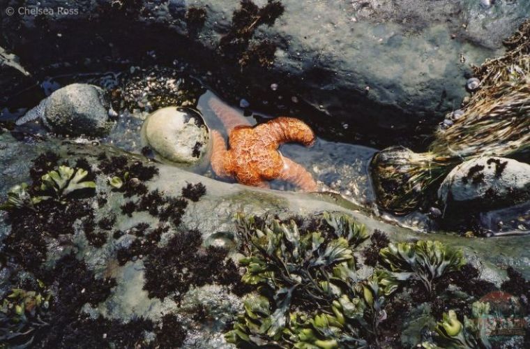 West Coast Trail tips: Look for vibrant starfish.