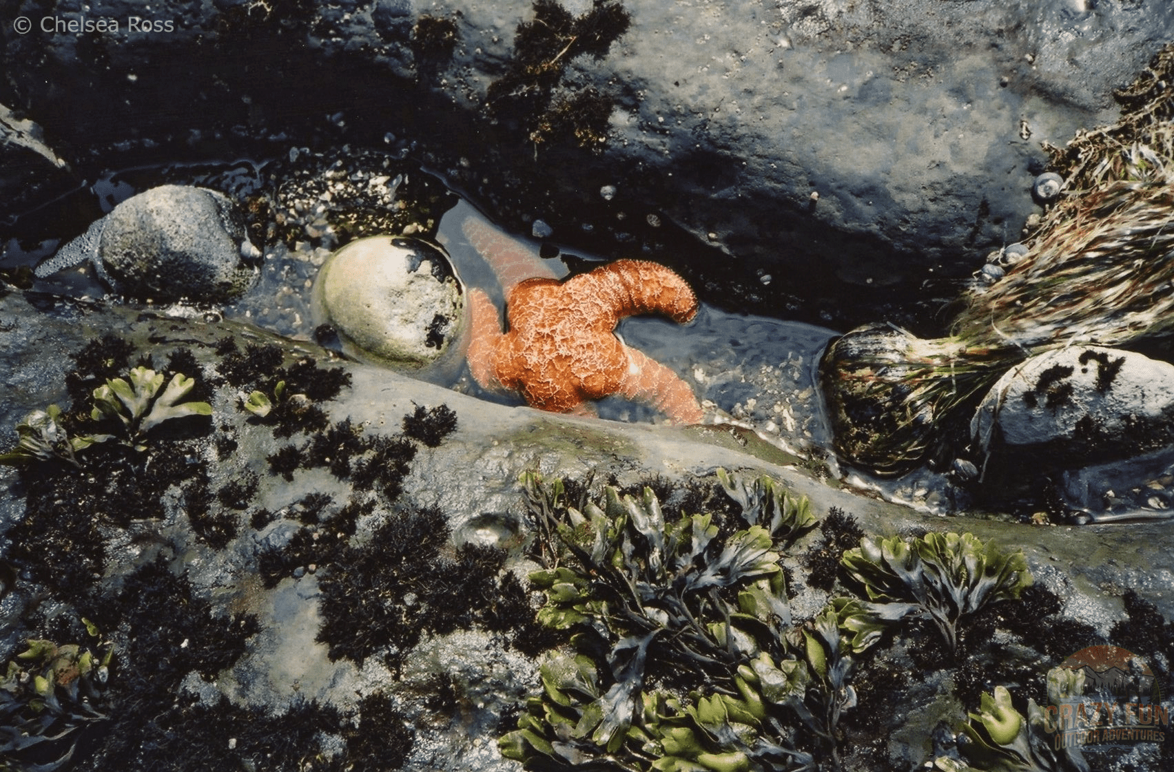 West Coast Trail tips: Look for vibrant starfish. 
