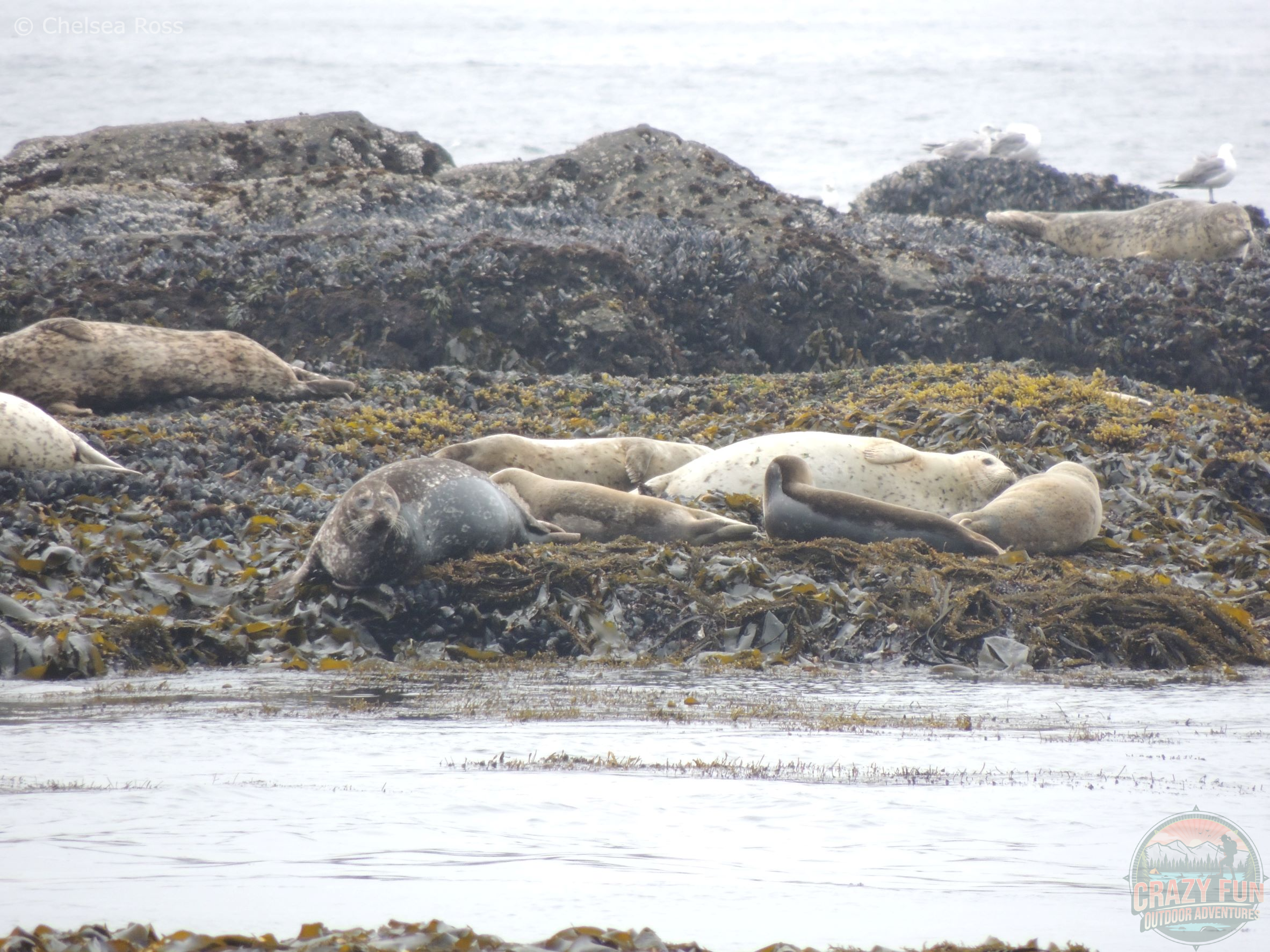 Sea lions lying on sea weed on rocks were seen when backpacking the West Coast Trail