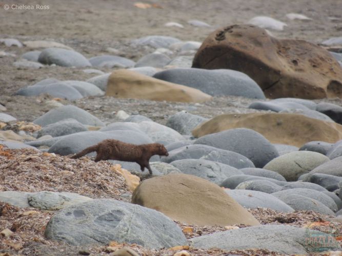 A brown marten on grey and brown rocks.