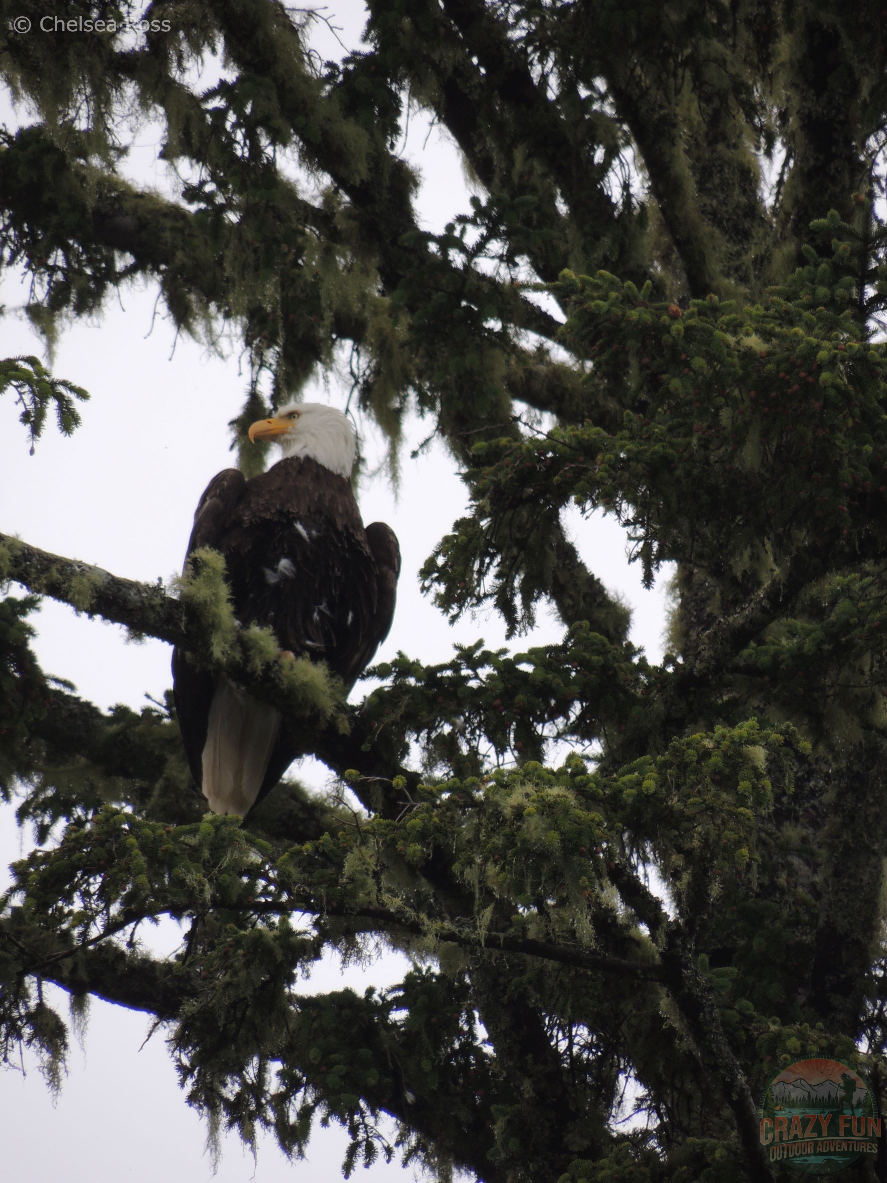 West Coast Trail tips: Look for wildlife! A Bald Eagle is in a tree.