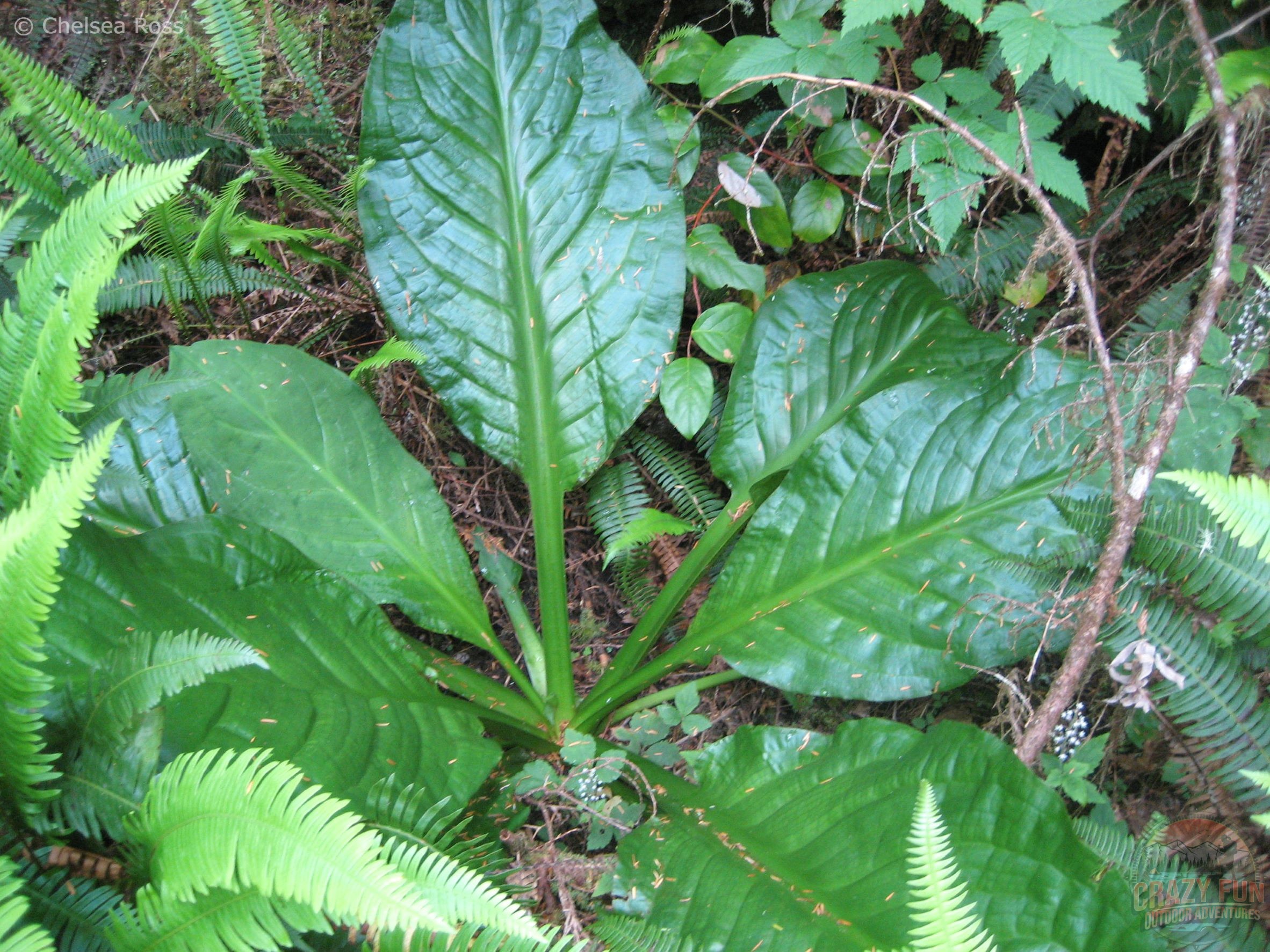 West Coast Trail tips: Enjoy the lush greenery around you. Here there are huge green leaves.
