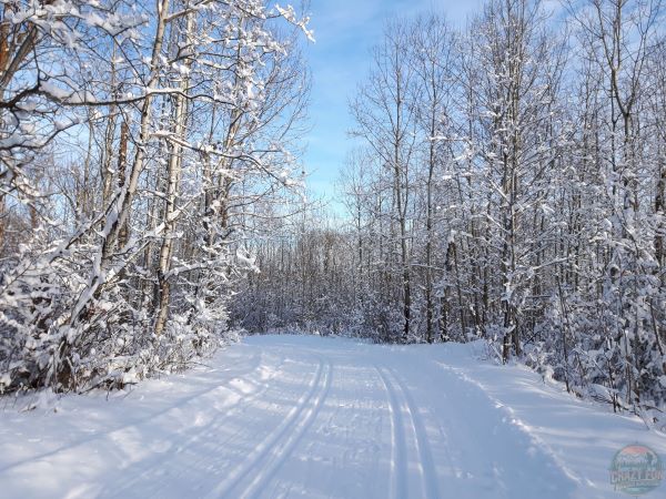 Love cross-country skiing in nature. Looking at two sets of tracks with snow on the trees.