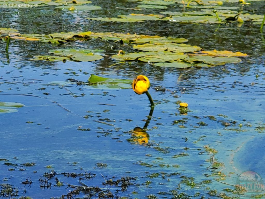 Blooming yellow pond lily in the water with the forest in the background.
