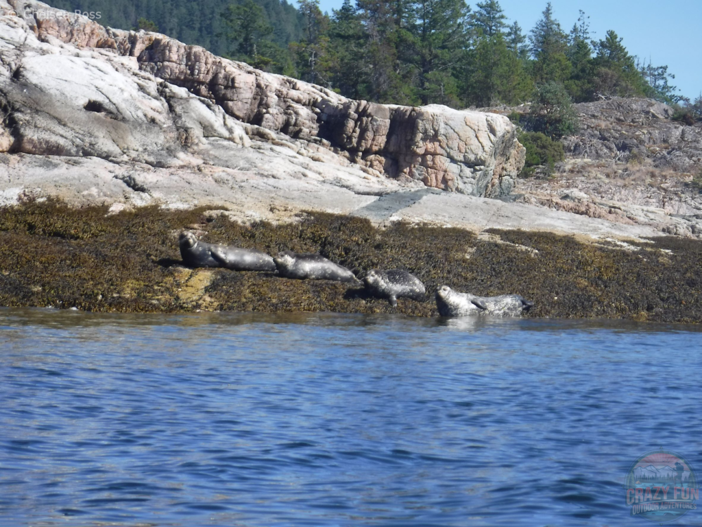 Saw sea lions laying on algae on rocks while kayaking in Desolation Sound.