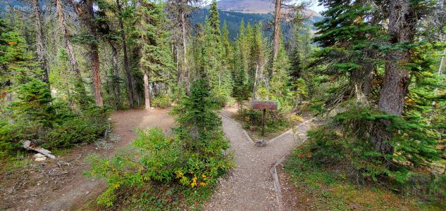 Hiking to Laughing Falls, we eventually arrive to the campsite. It shows to paths going in opposite directions. One to the left and the other one to the right. Trees and shrubs are found all around the path.