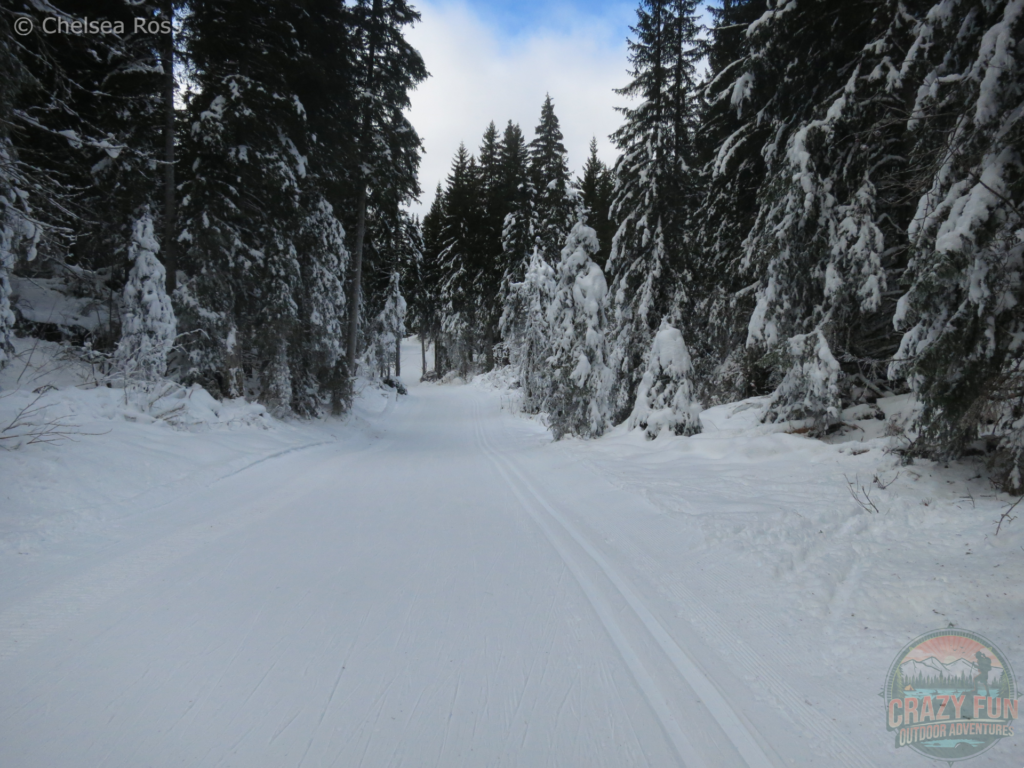 Cross-country skiing tracks can be seen on the left and right side of the picture. The snow is covering the ground with trees on both sides.