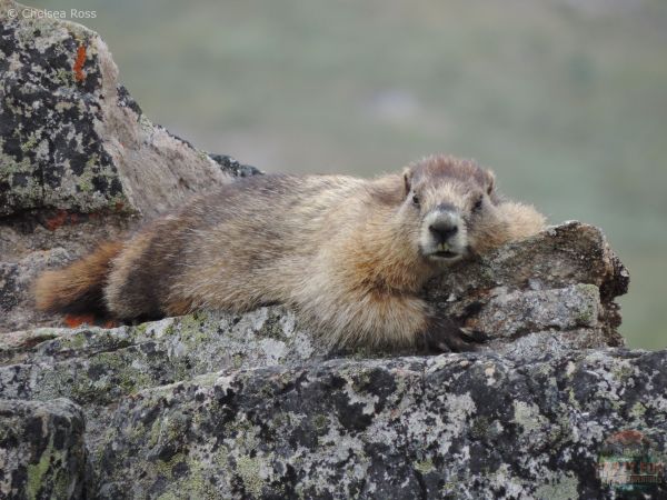 A marmot hanging out on a grey, black and white rock looking towards us.