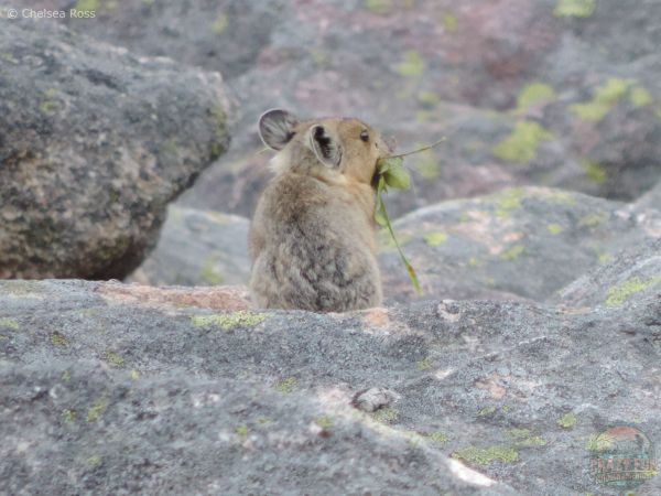 A pika with leaves in its mouth with it's back towards us and half his head turned to the right side to look at us.