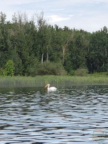 A white pelican is swimming in front of me on the lake with the forest behind it