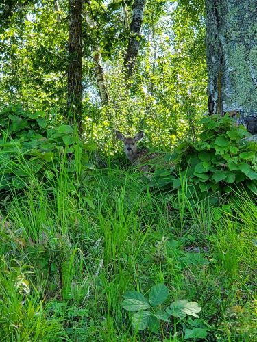 Captured a picture of a fawn hiding in the tall grass