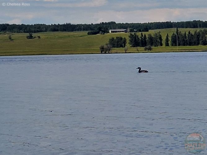 I'm looking at a loon with farms in the background
