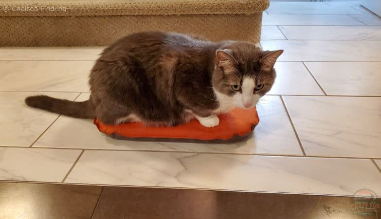 A grey and white cat is sitting on an orange MEC seat cushion.