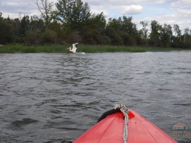 A pelican taking off from the water in front of my red kayak just after leaving Lake Isle Kayaking Adventures