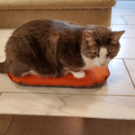 Rocky, our grey and white cat is sitting on my orange MEC seat cushion while it's on white and grey tile. Brown carpeted stairs are in the background.