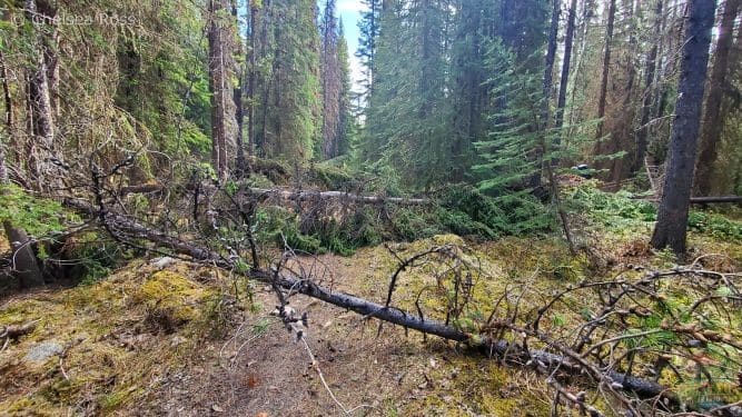Fallen trees on the Poboktan trail