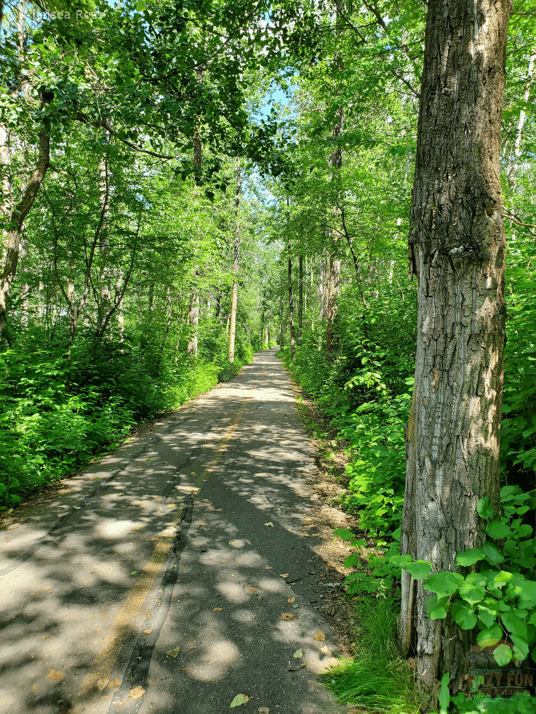 Edmonton Day Trips: a path in the shade surrounded by green trees.