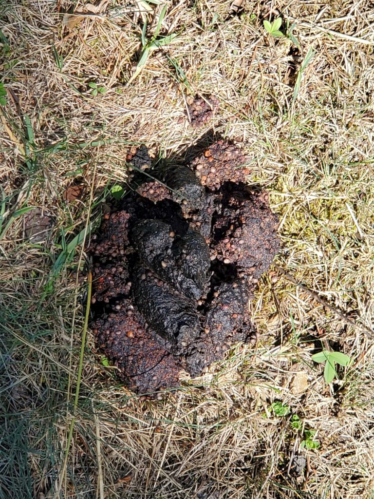 Picture of bear poop on the Matcheetawin Discovery hiking trails near Fort McMurray.