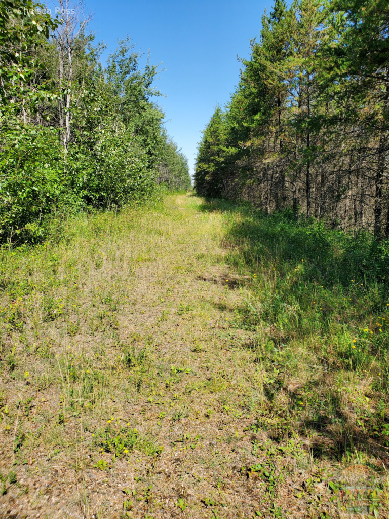 The path on Matcheetawin Discovery hiking trails near Fort McMurray.