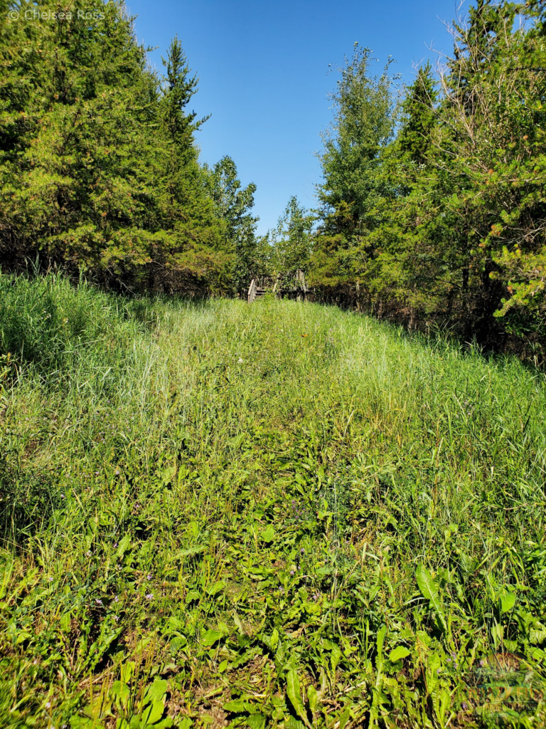 The overgrown Matcheetawin Discovery hiking trails near Fort McMurray.