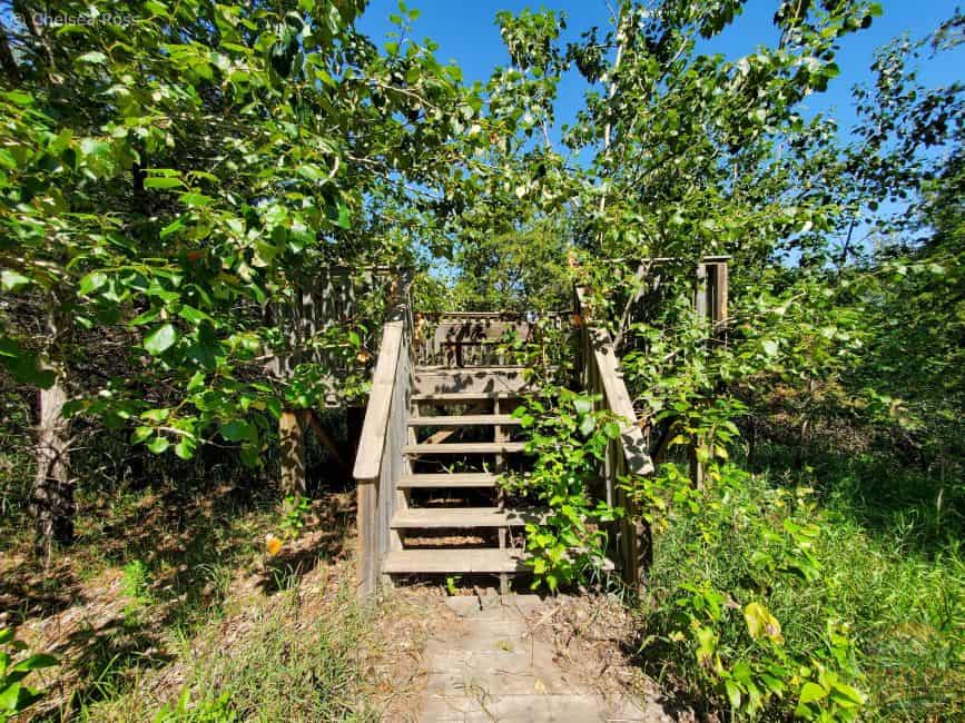 Overgrown trees overtaking the viewing platform.