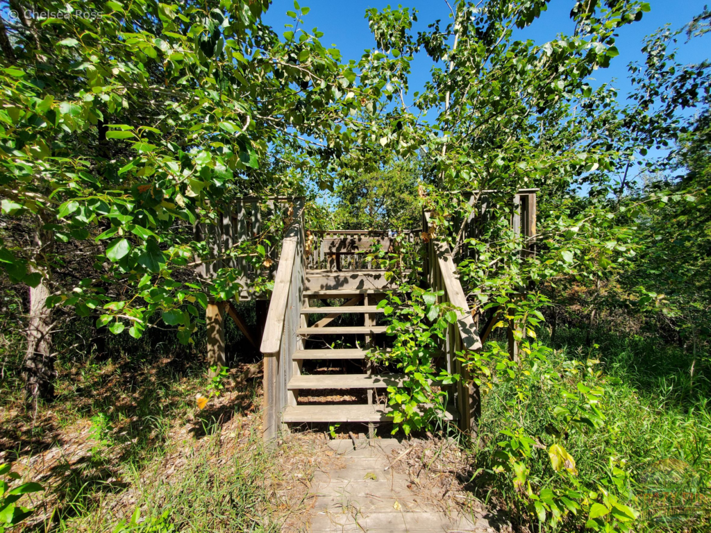 Overgrown trees overtaking the viewing platform.