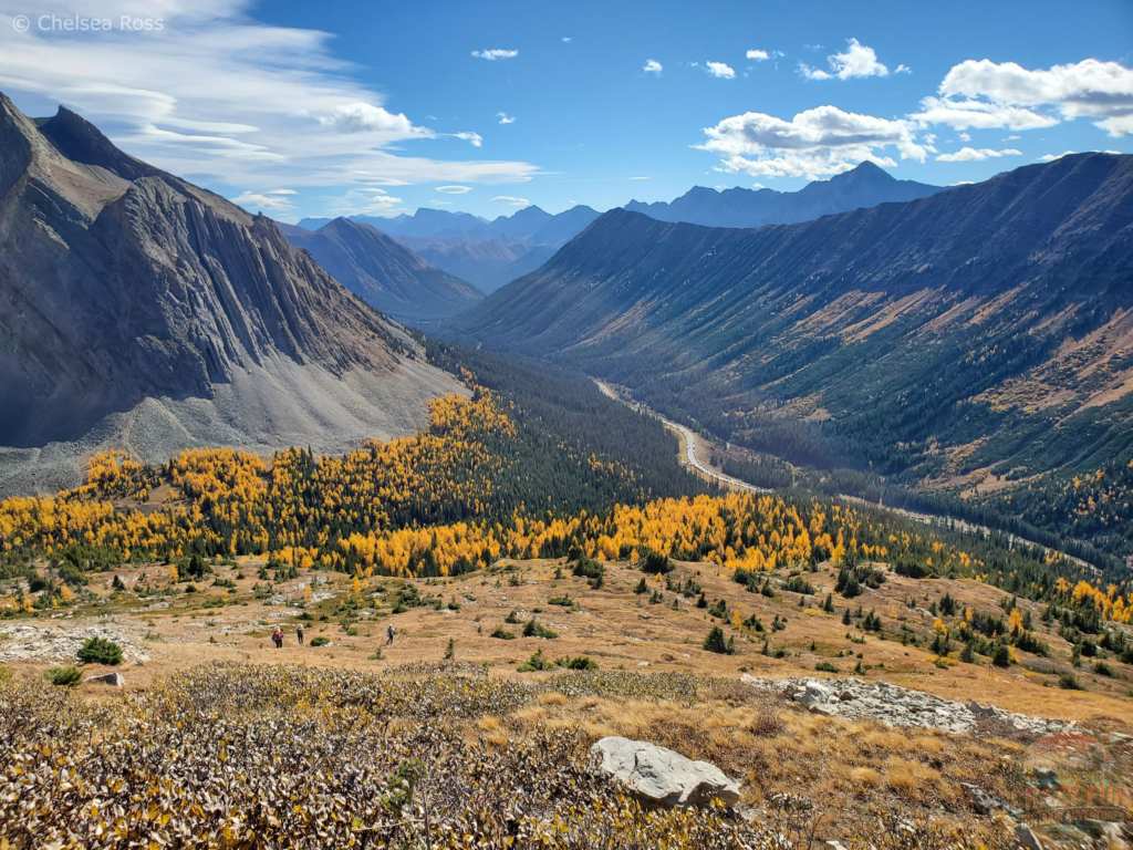 A view of larches in the valley.