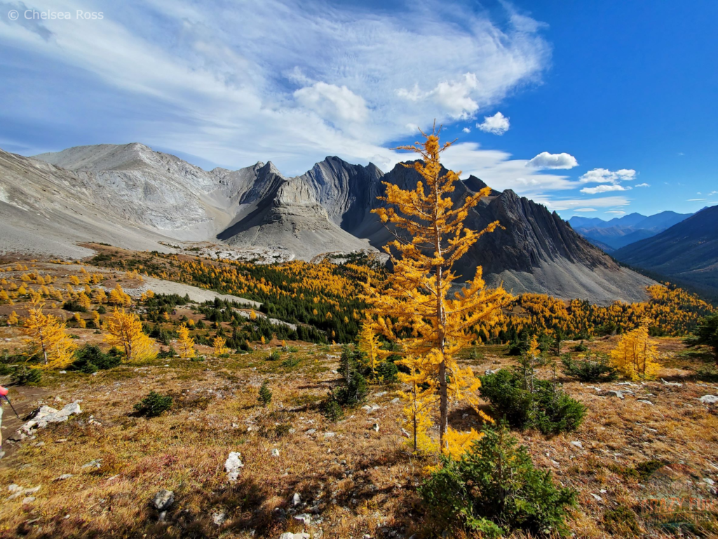 A close-up of a larch tree with more larch trees in the background and a mountain.