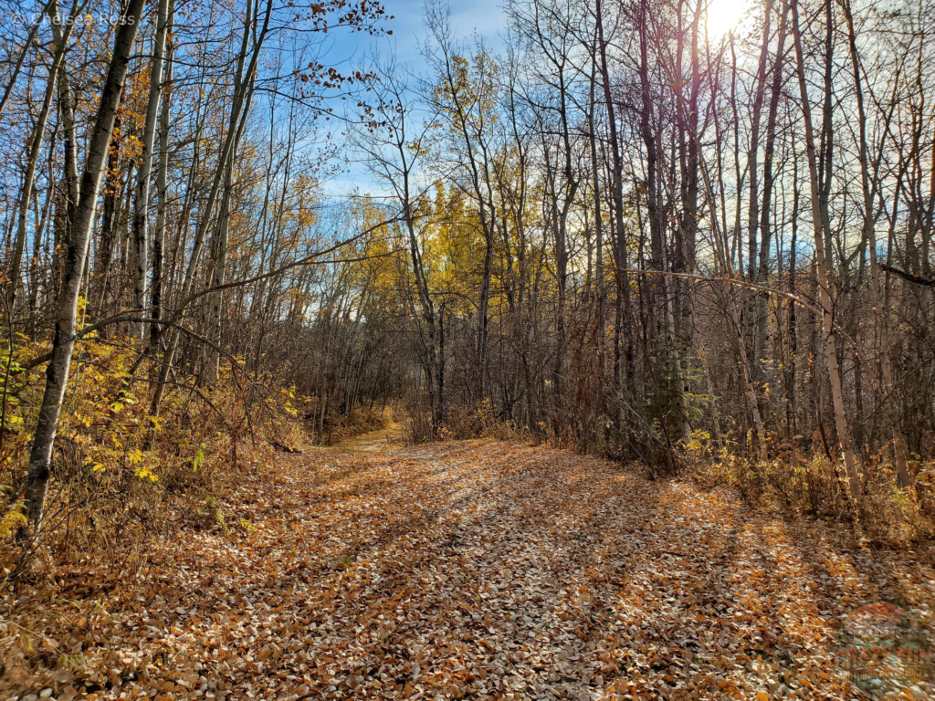 The path can be seen with fallen leaves. The trees are bare beside the trail.