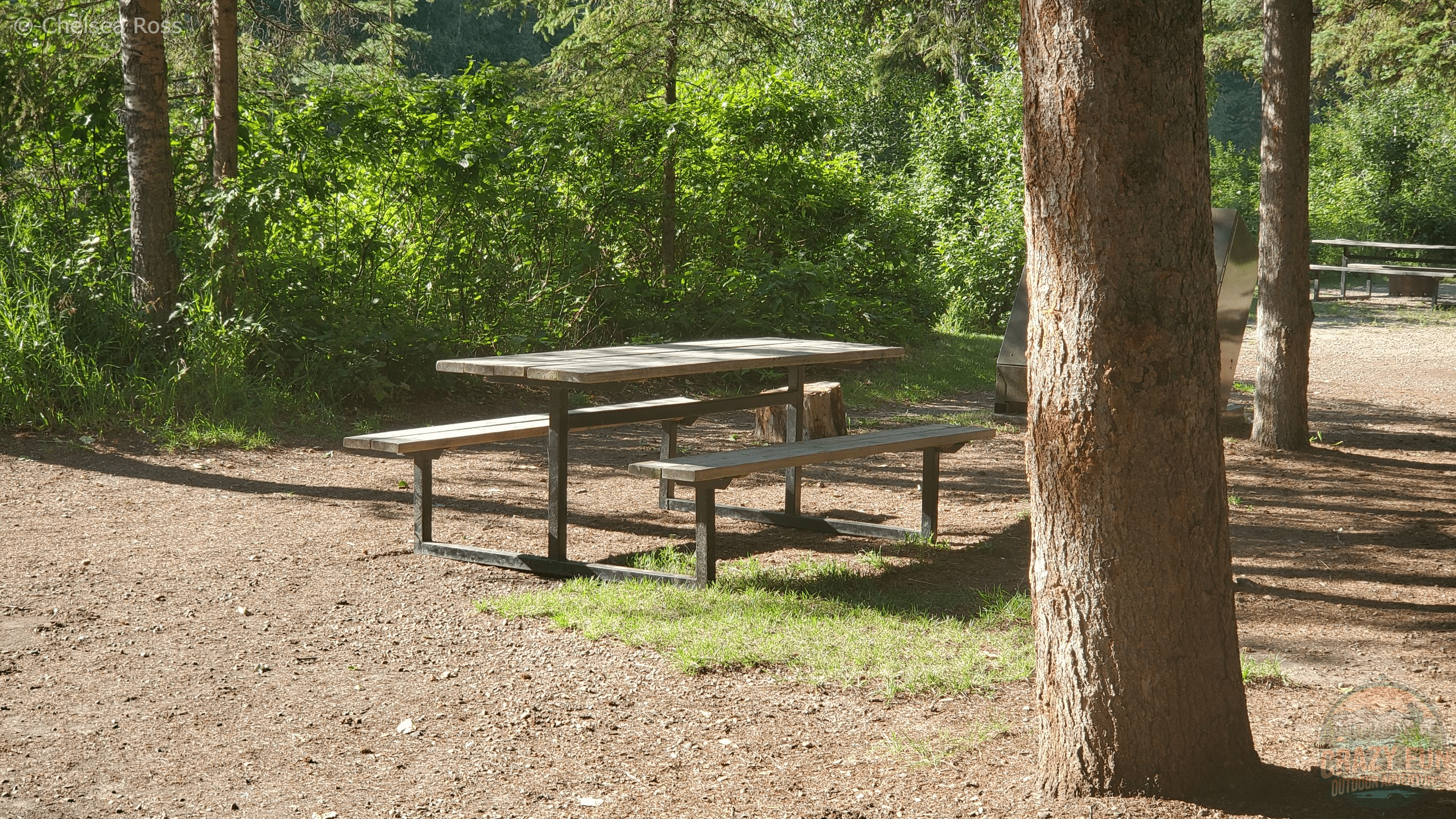 A picnic table in the shade surrounded by trees on gravel.