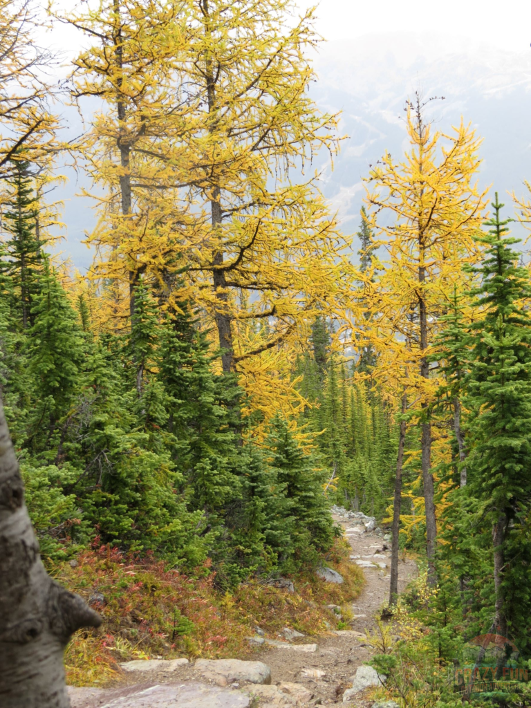 Showing golden larches as we make our way up a steep and narrow trail.