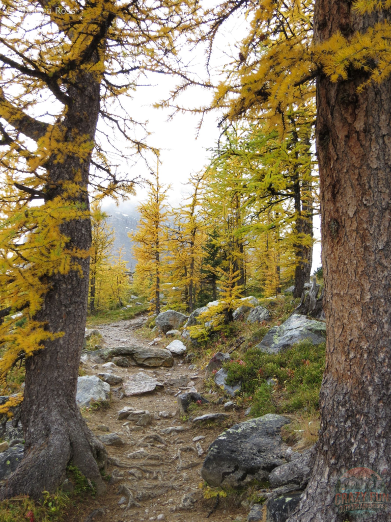 Showing golden larches as we make our way up a steep and narrow trail.