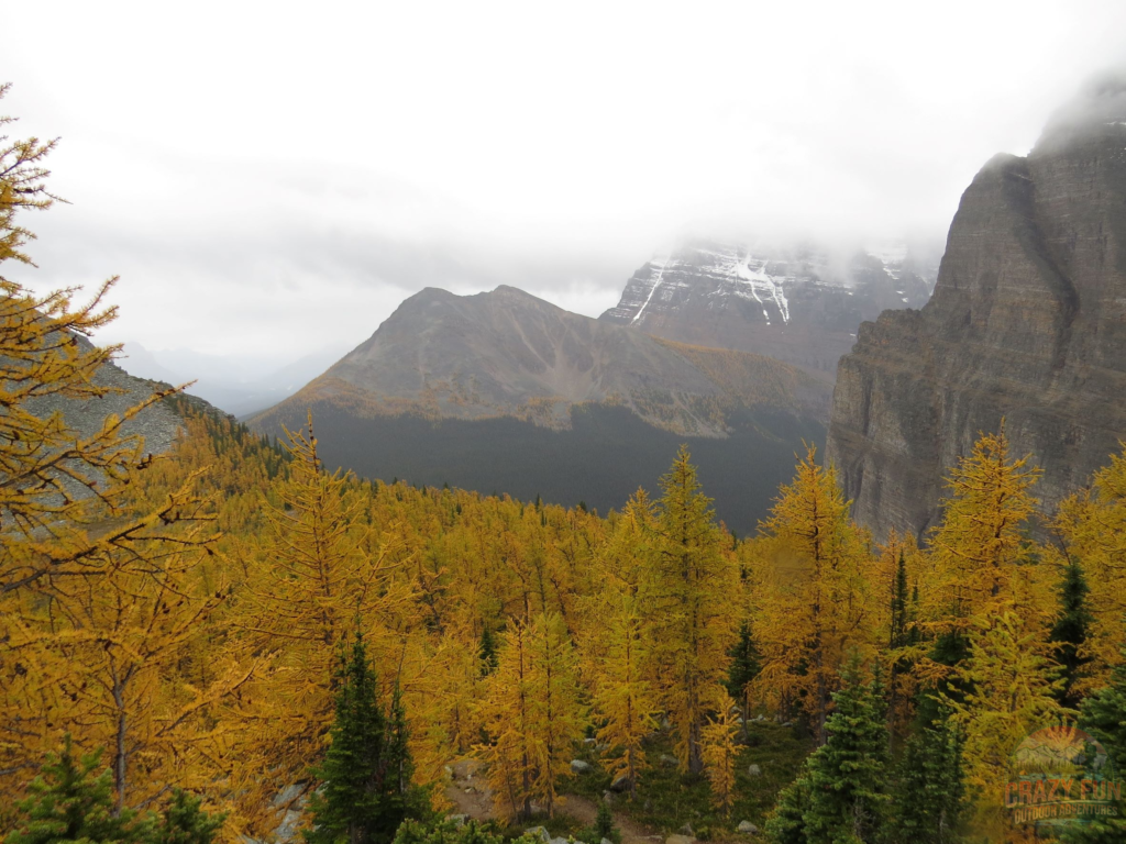 Showing golden larches in a valley.