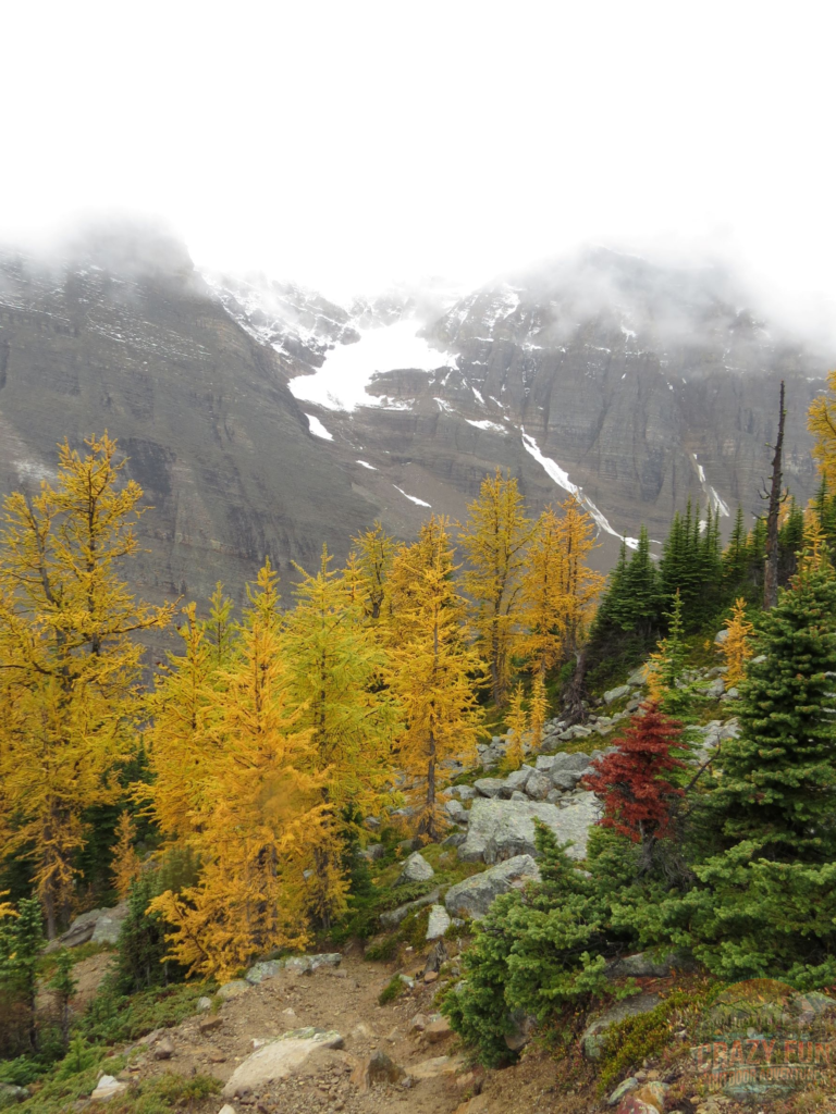 Golden larches, red trees and a mountain in the background.