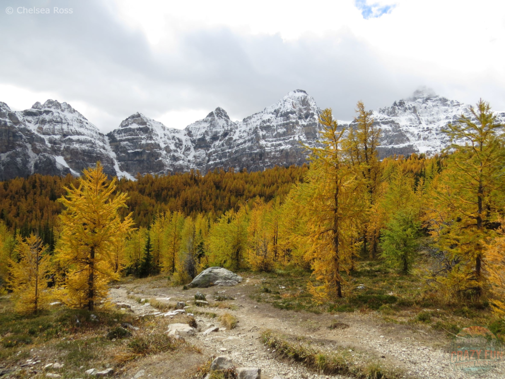Golden larches can be seen all around us with a dusting of snow on the mountains in the background.