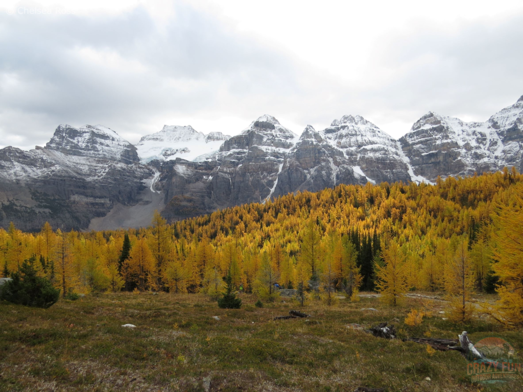 Golden larches with snow on the mountains in the background.