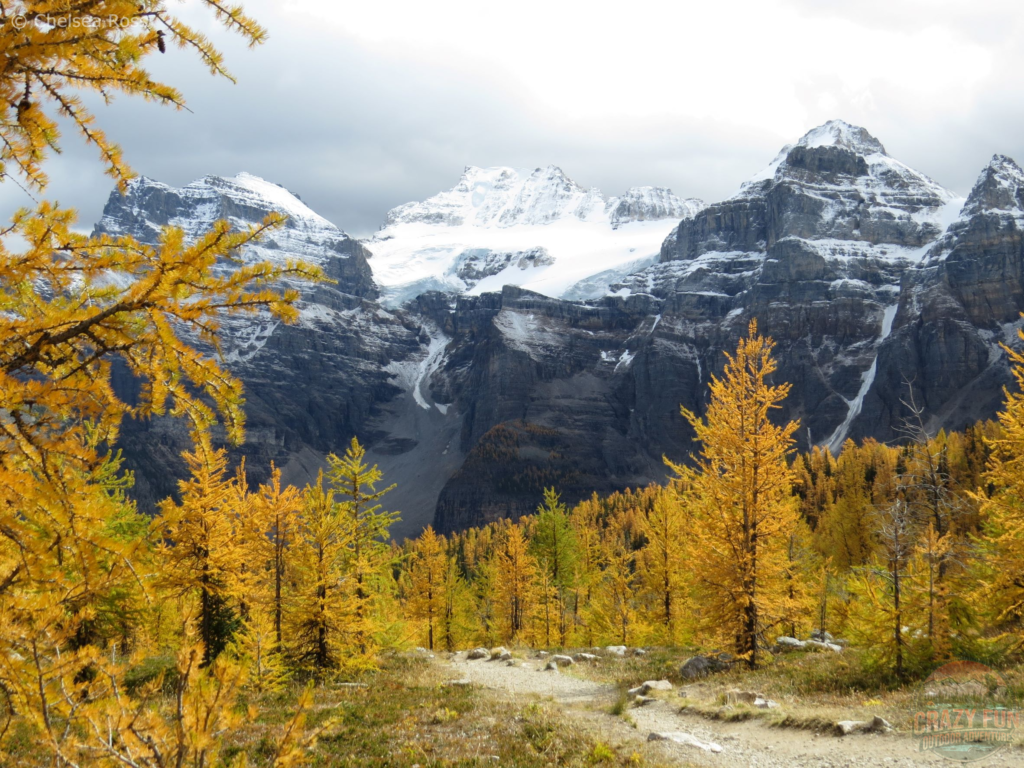 The best larch hikes include Larch Valley with golden larches close-up and a dusting of snow on the mountains.