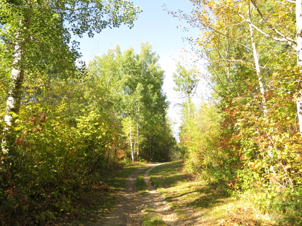 A hiking path surrounded by green and yellow leaves on the trees.