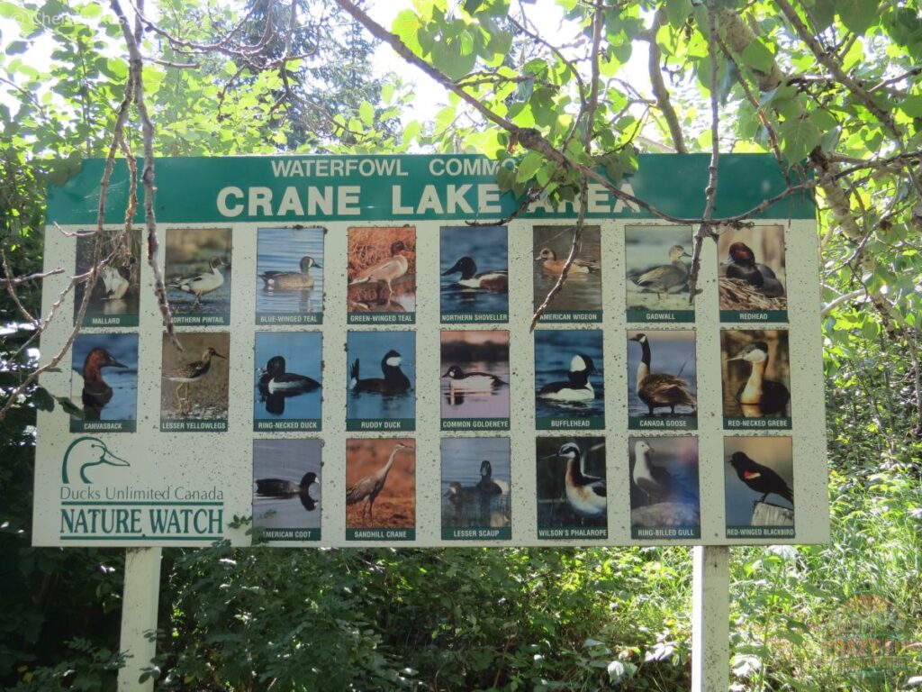 Crane Lake is part of the hiking trails in Fort McMurray. This sign shows the numerous ducks that can be seen.