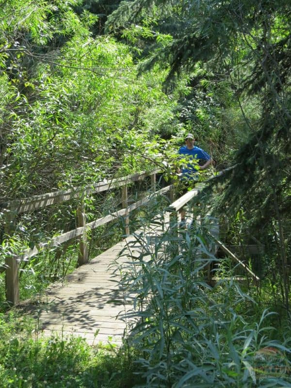Man on a bridge with overgrown trees and bushes on it.