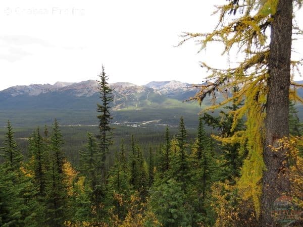 Lake Louise ski hill in the background with larches to the right side of the picture.