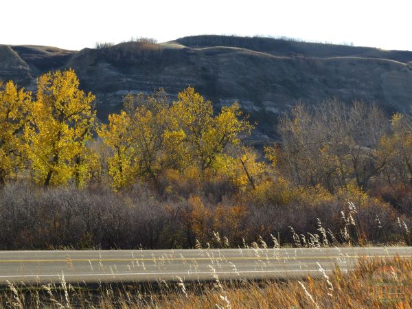 Showing the road with yellow trees in the background.