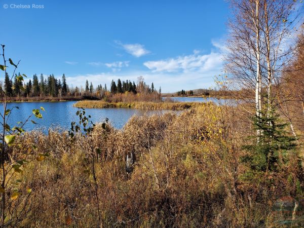 Islet Lake in the background with bushes in front.