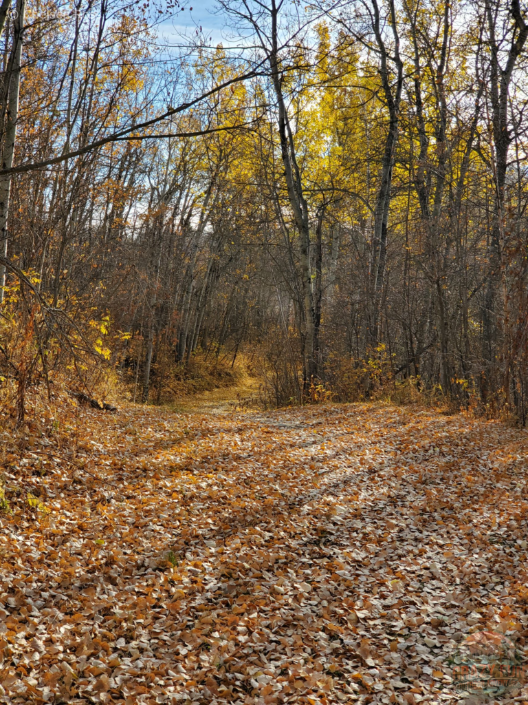 Looking towards the trail with the yellow leave either on the trees or on the ground.