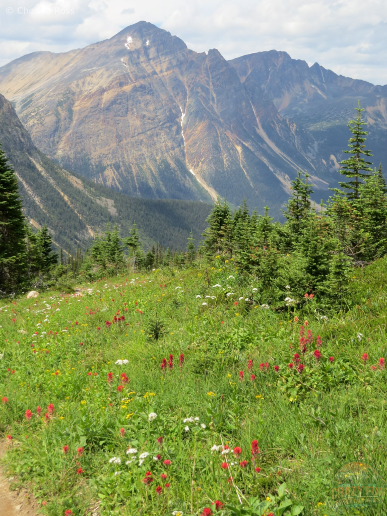 Gorgeous wildflowers can be seen beside the trail with mountains behind on one of the best Jasper hikes in the area.