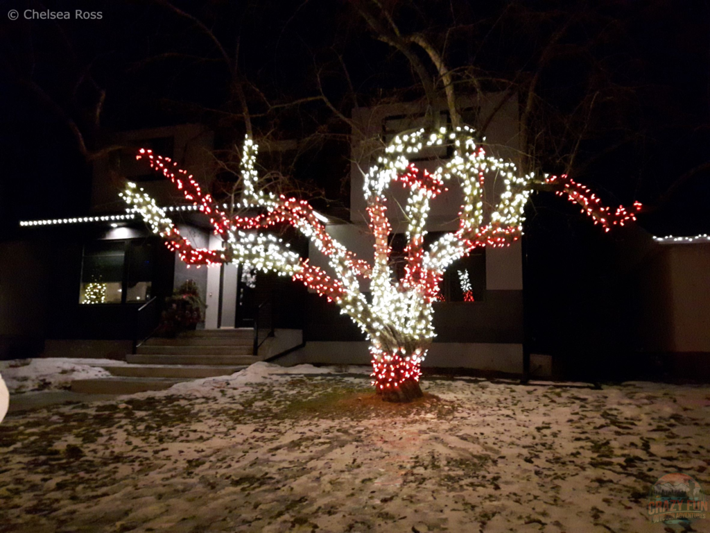 A tree decorated in red and white lights.