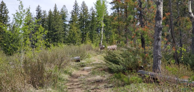 We spotted deer on our hike.